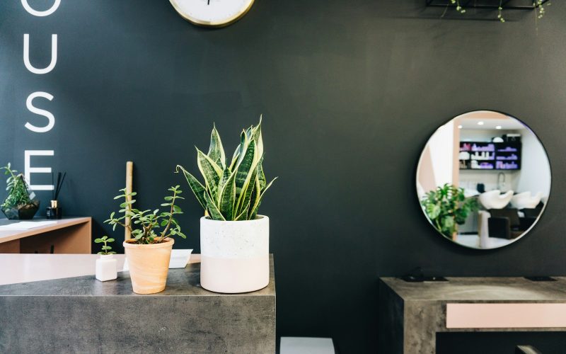 green plant on white ceramic pot